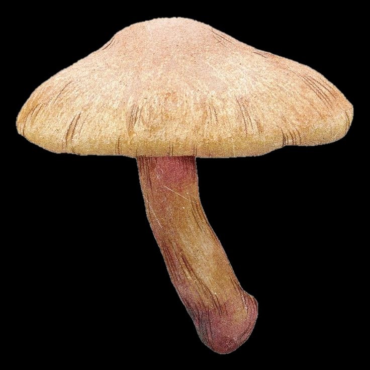 मशरूम, सांप की छतरी , Mushroom (मशरूम)