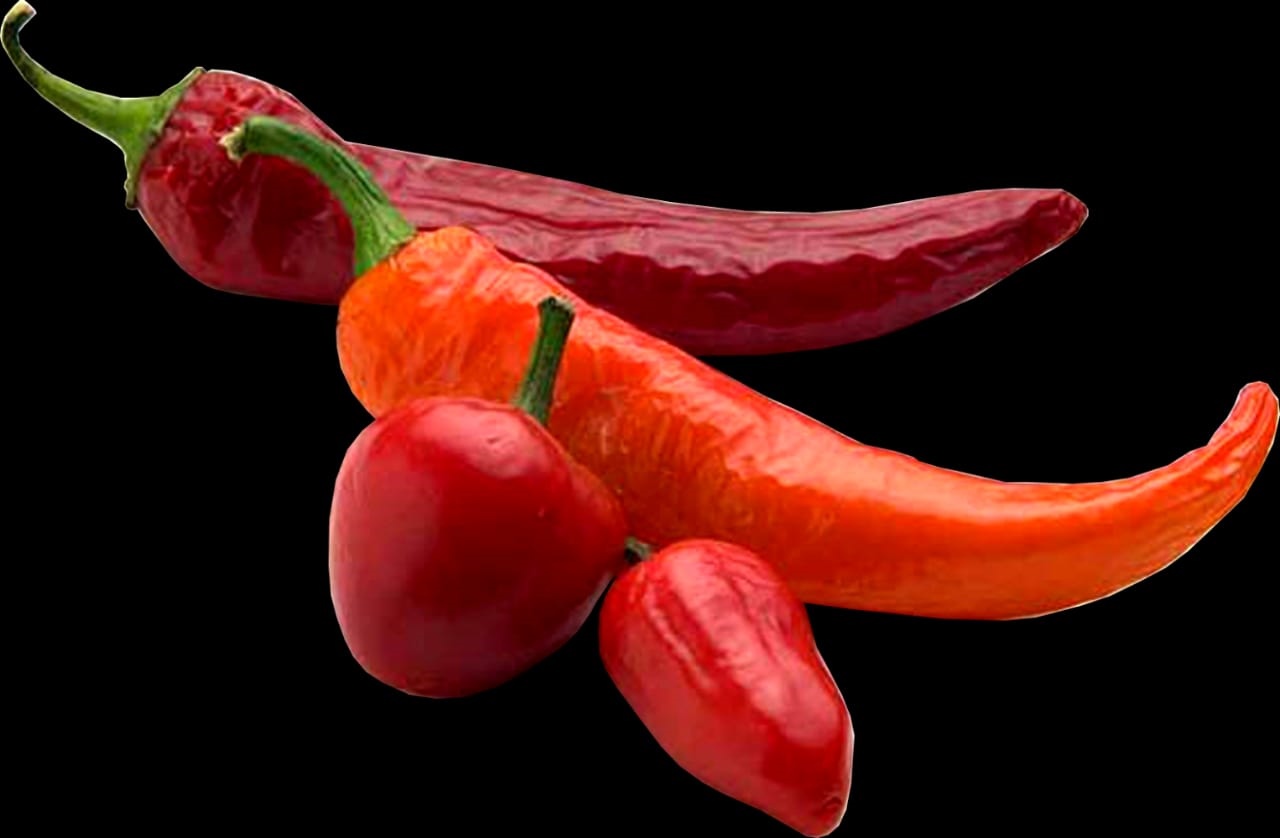 लाल मिर्च , Red Chili ( रेड चिली )